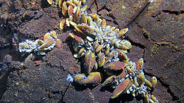 Artenvielfalt an Schwarzen Rauchern: Muscheln