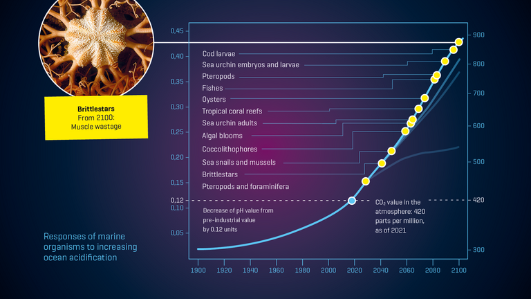 Responses of marine organisms to increasing ocean acidification