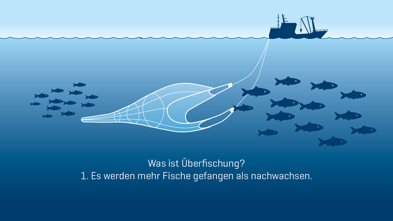 Überfischung: Es werden mehr Fische gefangen als nachwachsen.