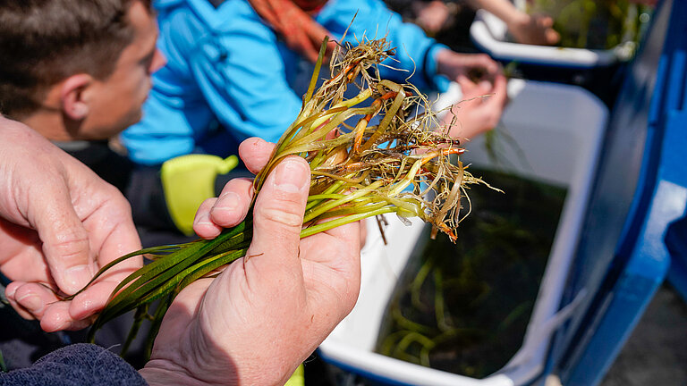 Eine Hand hält ein Bündel Seegras-Sprossen
