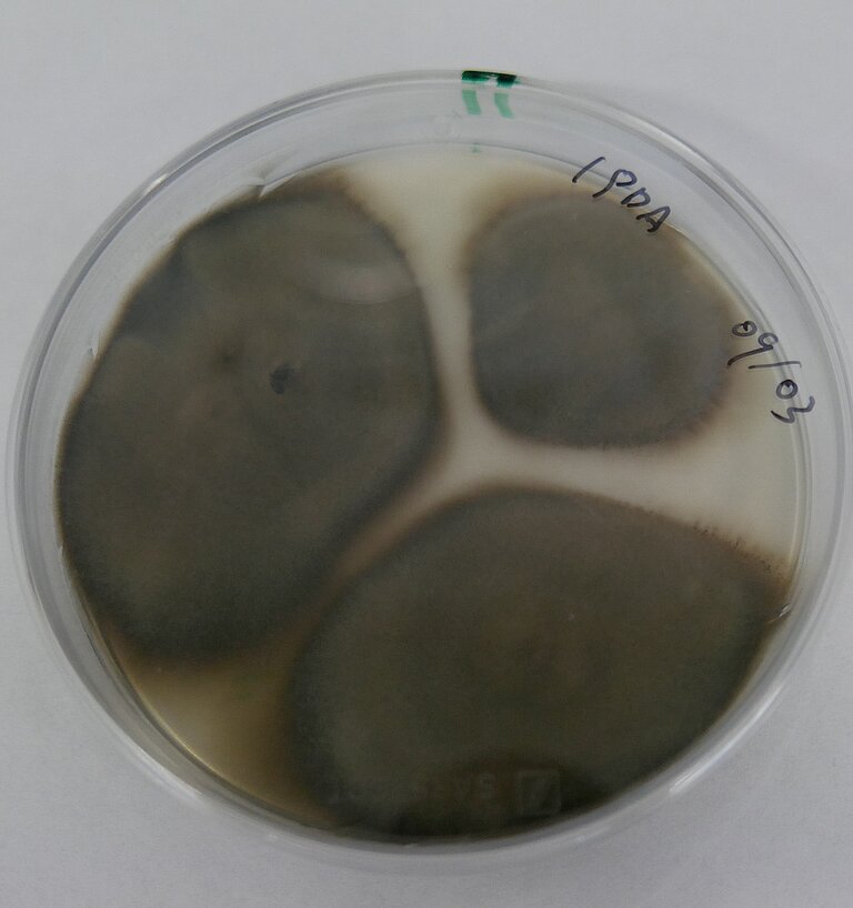 Pilz Pyrenochaetopsis. Foto: Bicheng Fan