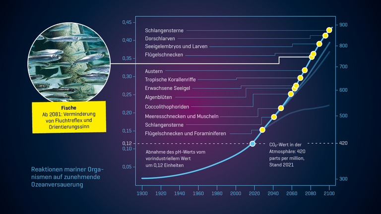 Reaktionen mariner Orga­nismen auf zunehmende Ozeanversauerung
