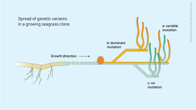 At each branching, a certain part of the growth cells forms a new offshoot.