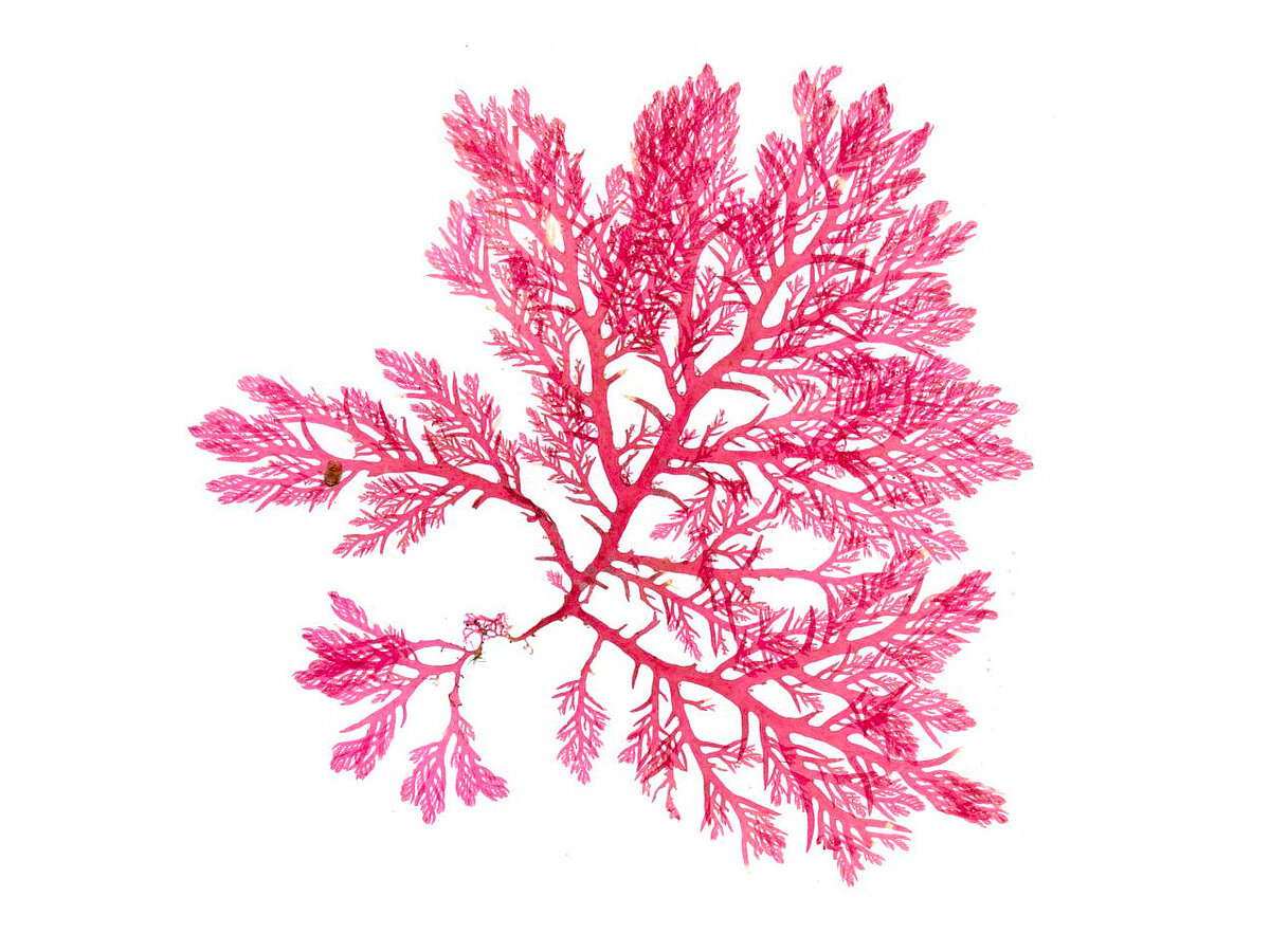 Marine Macrophytes -  PD Dr. Florian Weinberger