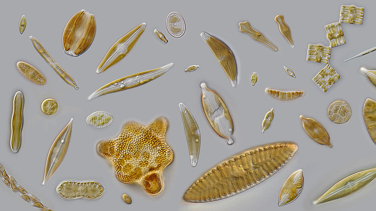 Einzeller unter dem Mikroskop