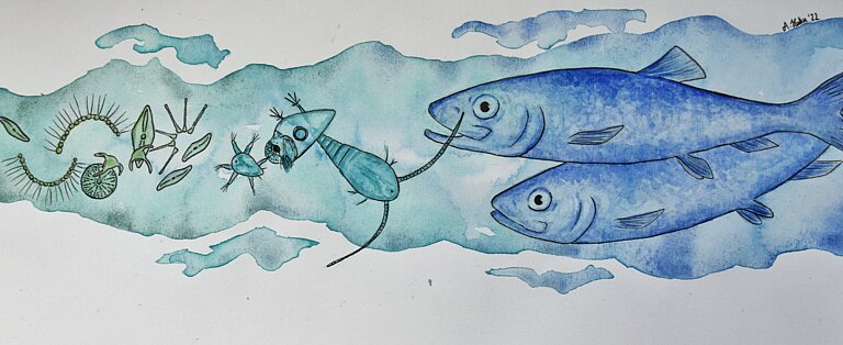 Watercolour drawing of fish and copepods