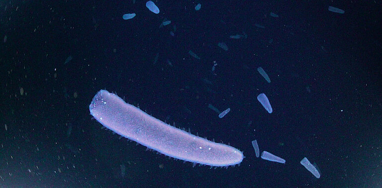 Pyrosome in the water column. Photo: PELAGIOS, GEOMAR.