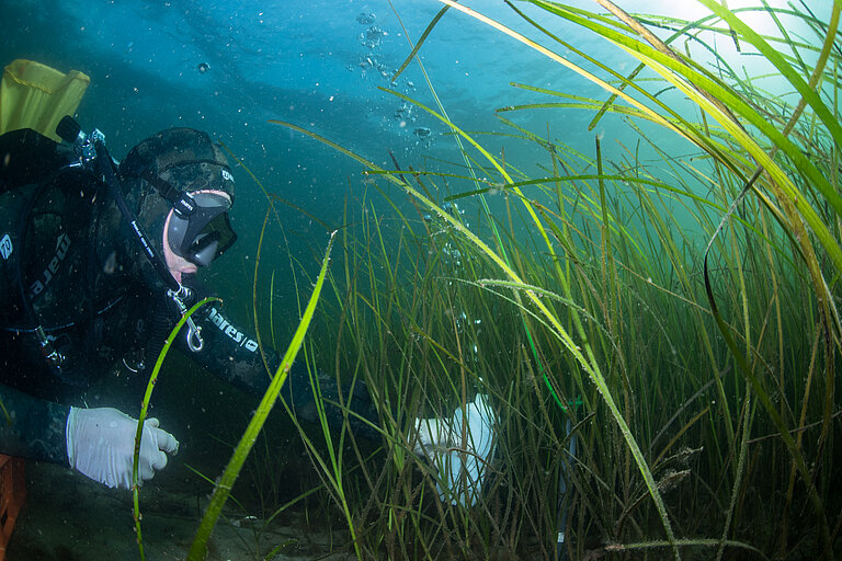Taucher nehmen Wasserproben in der Seegraswiese. Foto: Christian Howe.