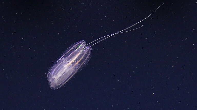 Rippenqualle der Gattung Leucothea.