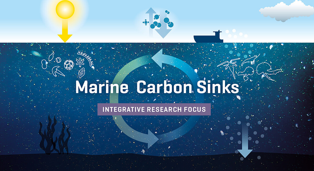 Marine Carbon Sinks Visual