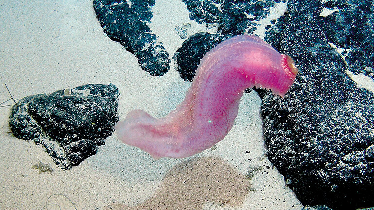 Artenvielfalt an Seamounts im Zentralpazifik: Seegurke. Foto: ROV KIEL 6000/GEOMAR
