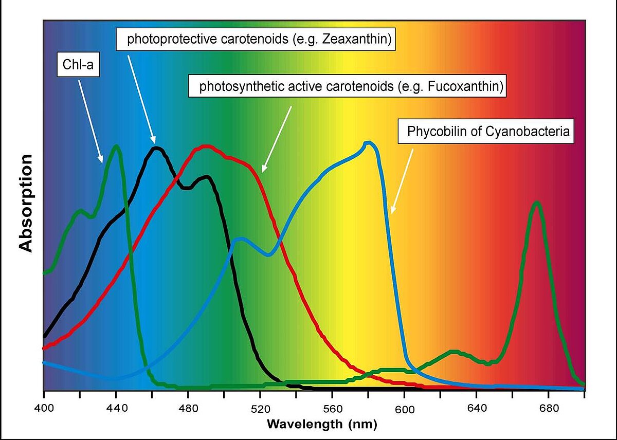 Fig. 3: Example of pigment absorption spectra