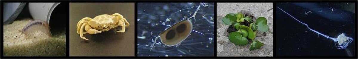 research group Elizabeta Briski