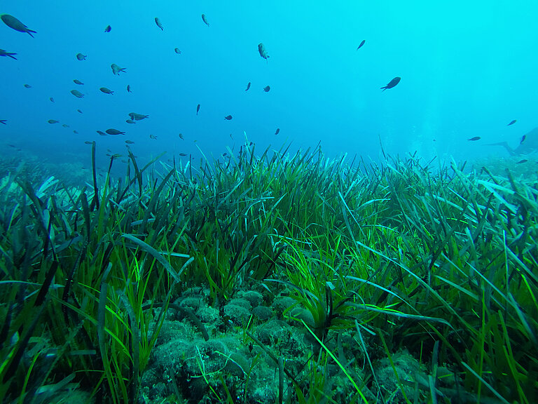 Posidonia oceanica