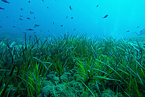 Posidonia oceanica
