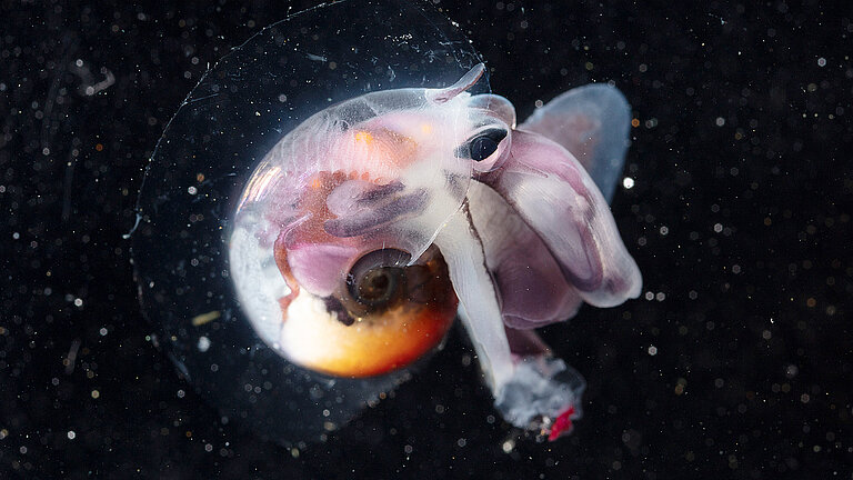 Meeresschnecke aus der Gattung Atlanta.