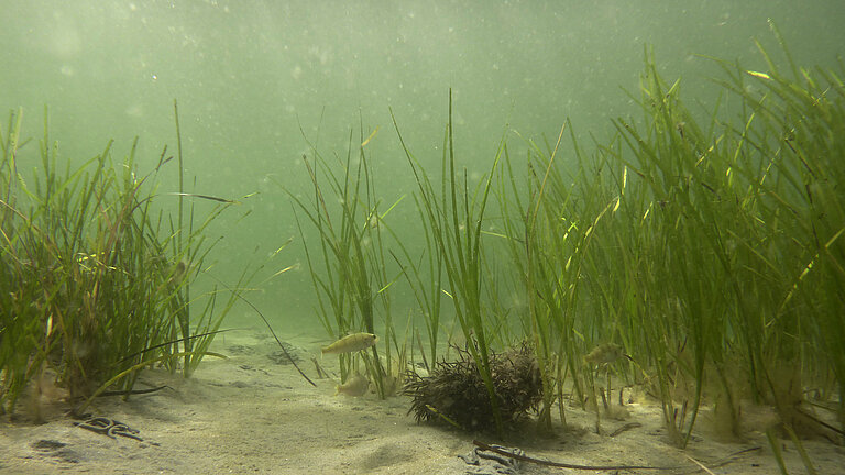 Ein kleiner Fisch schwimmt zwischen grünen Halmen von Seegras