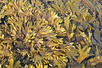 Bladder wrack. Photo: Larissa Büdenbender