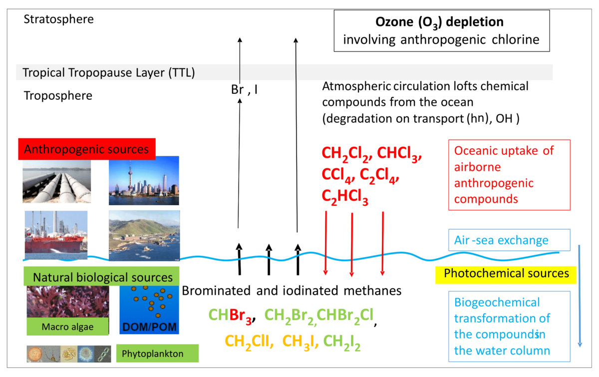Illustration on Marine Halocarbons
