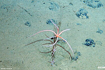 Brittle stars on polymetallic nodules.