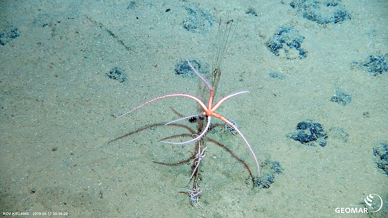 Brittle stars on polymetallic nodules.