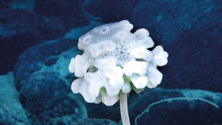 Artenvielfalt an Seamounts im Zentralpazifik: Gestielter Schwamm. Foto: ROV KIEL 6000/GEOMAR