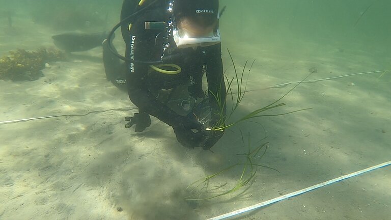 Ein Taucher im Taucheranzug pflanzt in Sand einzelne Halme von Seegras ein