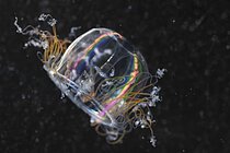 Eine fast durchsichtige, leicht in regenbogenfarben schillernde Qualle schwimmt vor schwarzem Hintergrund