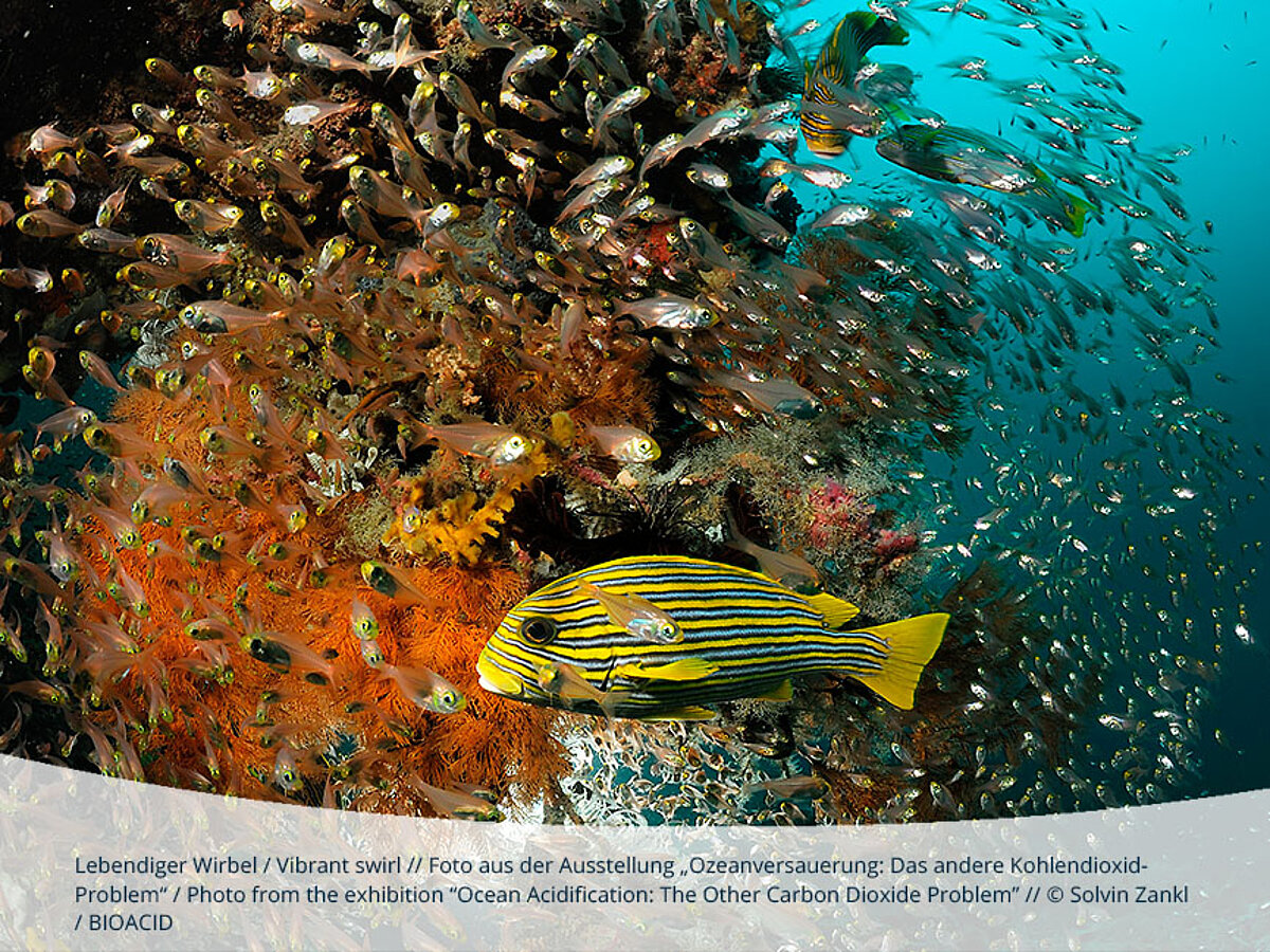 In einer Wander-Ausstellung des Projekts BIOACID zeigen die beiden Naturfotografen Solvin Zankl und Nick Cobbing Forschende bei ihren Arbeiten und stellen Organismen vor, die im Mittelpunkt aktueller Untersuchungen zur Ozeanversauerung stehen.