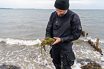 Mann hält Seegrass in der Hand 