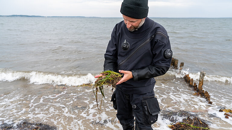 Mann hält Seegrass in der Hand 