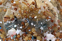 In einem Glas schwimmen viele kleine Plastikteilchen