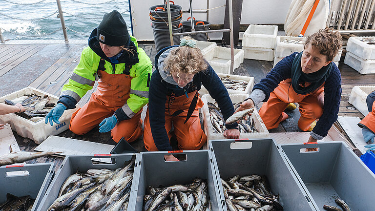 Teaser Fischereiforschung