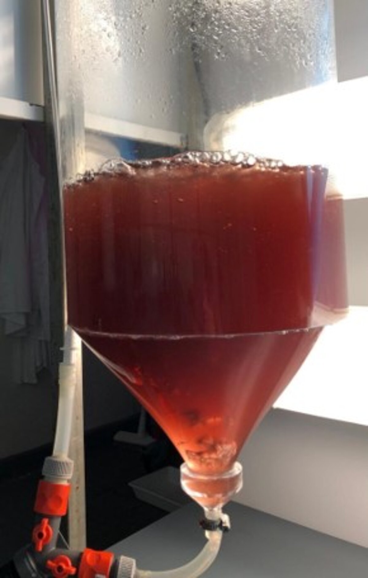 Nahaufnahme eines Rhodomonas-Zylinders