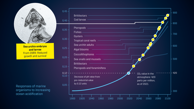 Responses of marine organisms to increasing ocean acidification