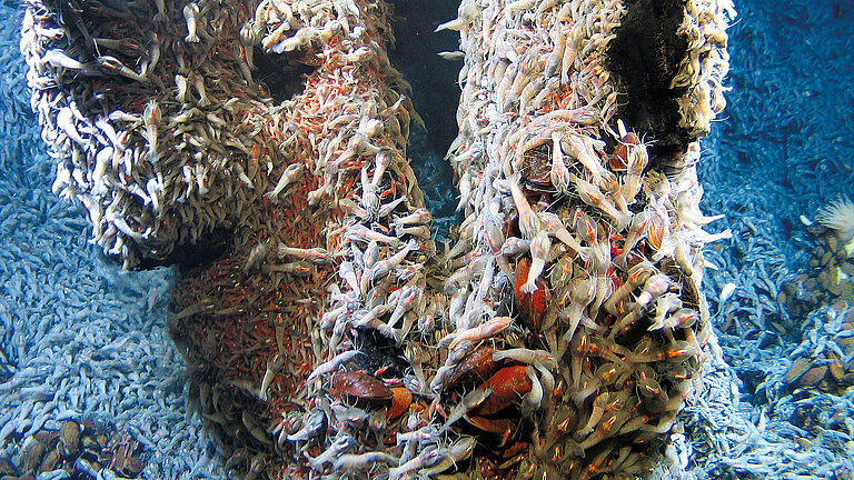 Biodiversität an Hydrothermalquellen