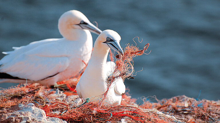 Basstölpel auf Helgoland