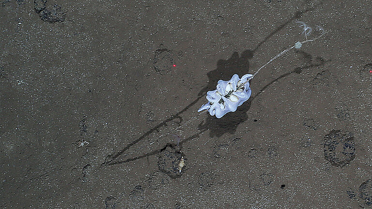 Die Kraken heften ihre Eigelege an gestielte Schwämme, welche nur auf den Manganknollen wachsen.