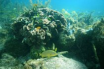 Korallenriffe vor der Küste der mexikanischen Halbinsel Yucatan in der Nähe von Grundwasserquellen (Ojos). Foto: Elizabeth D. Crook