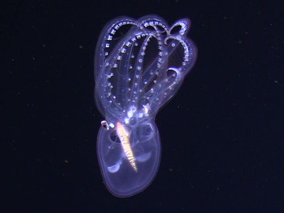 Deep-sea biology -  Dr. Henk-Jan Hoving