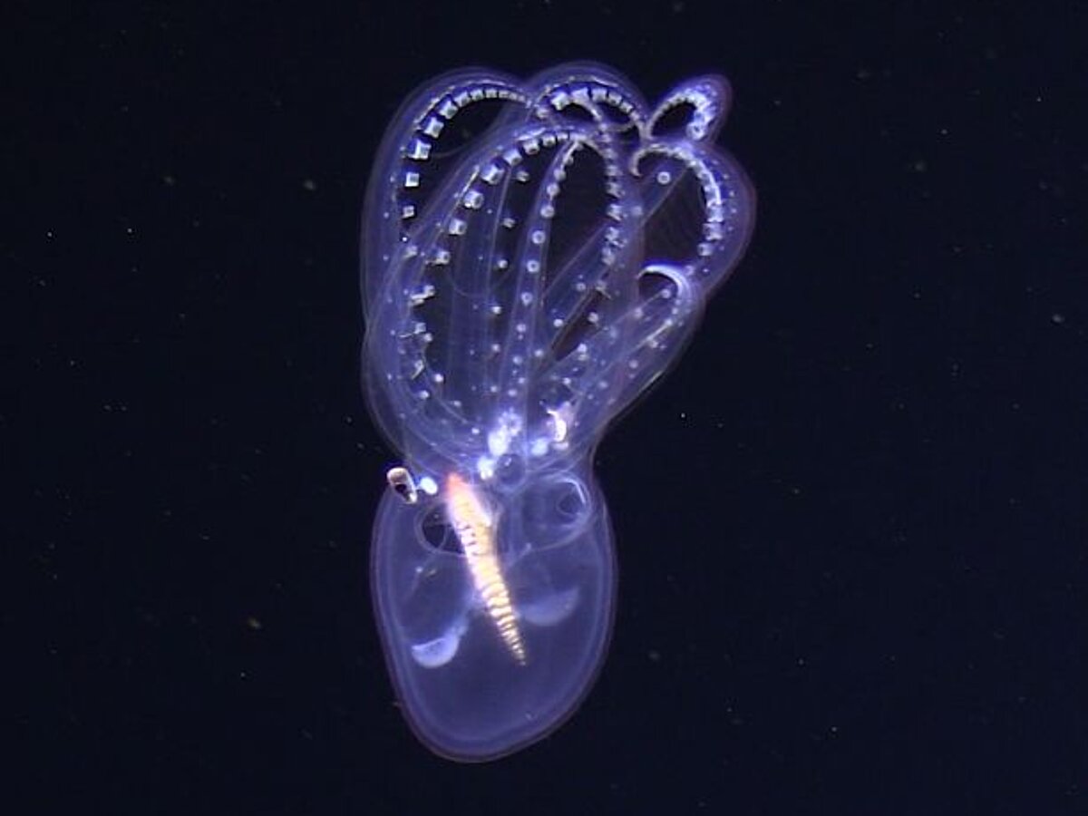 Deep-sea biology - Dr.  Henk-Jan Hoving