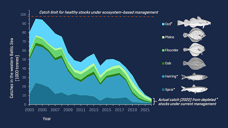 Graphic showing how much the catches of various fish species have shrunk