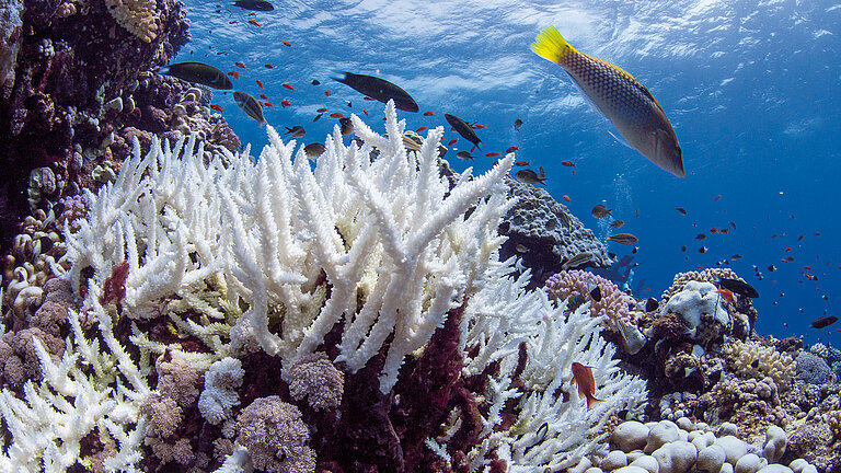 Stony coral of the genus Acopora.