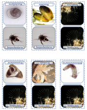 Icon VIRTUE-s Dominokarten