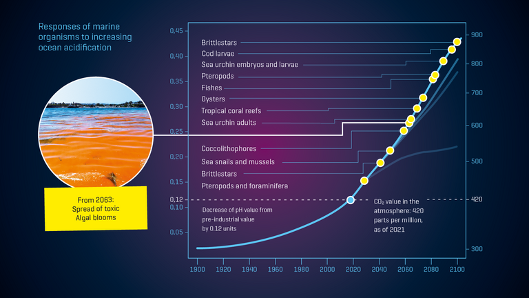 Responses of marine organisms to increasing ocean acidification