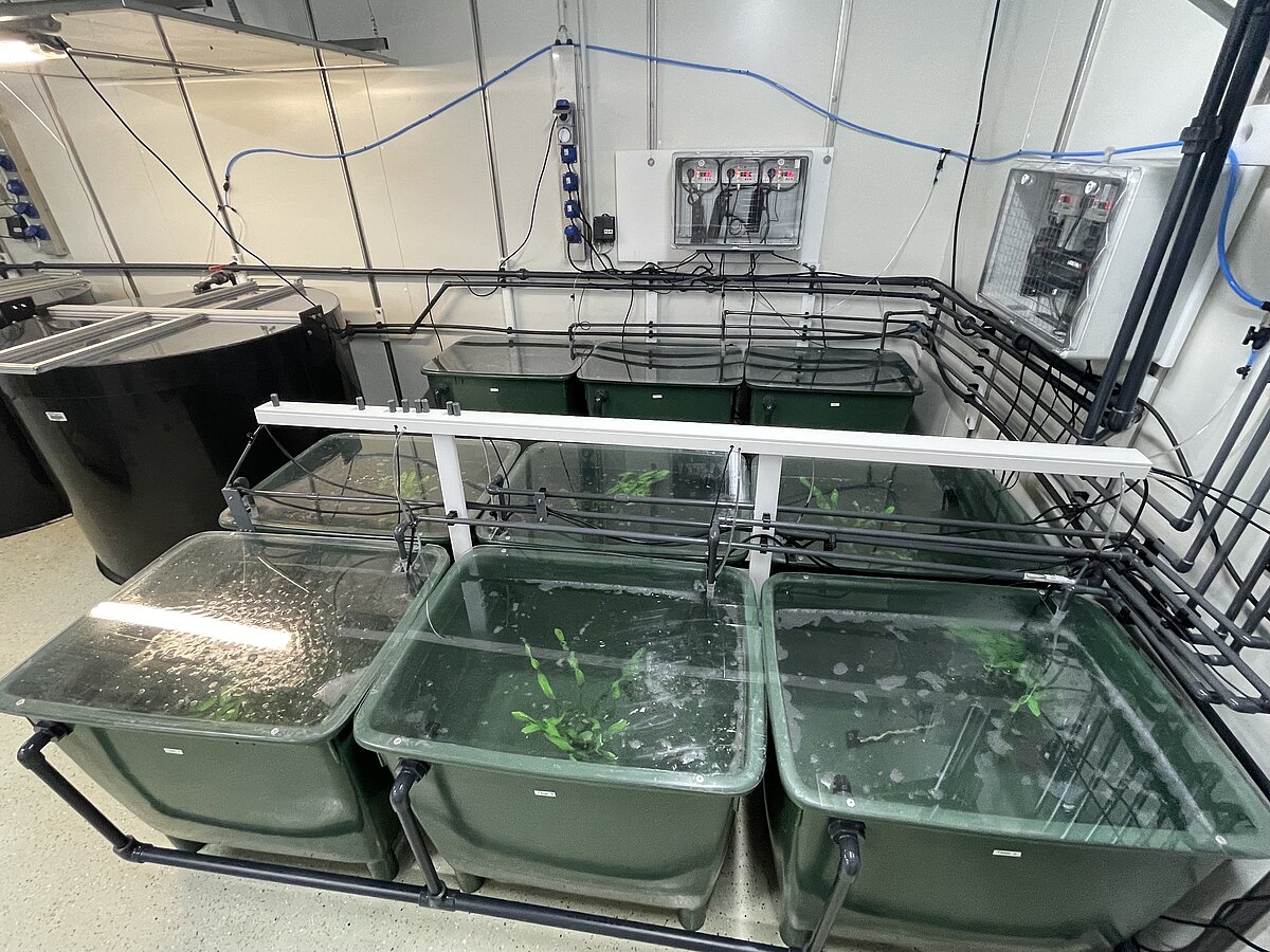 9 grüne Tanks, die durch zahlreiche Schläuche und Rohre miteinander verbunden sind und Meerwasser enthalten