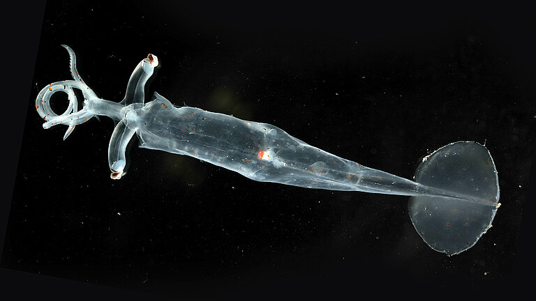 Junger Gallertkalmar der Gattung Leachia mit gestielten Augen. 