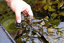 Blasentang in einer Versuchskammer der Kieler Outdoor Benthokosmen. 