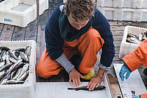 Eine Frau an Bord eines Forschungsschiffes vermisst einen kleinen Fisch.