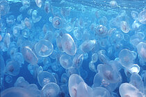 Die Ohrenqualle Aurelia aurita blüht in Oberflächengewässern, bevor sie abstirbt und anschließend ins Innere des Ozeans absinkt. Foto: Christian Gaillard.